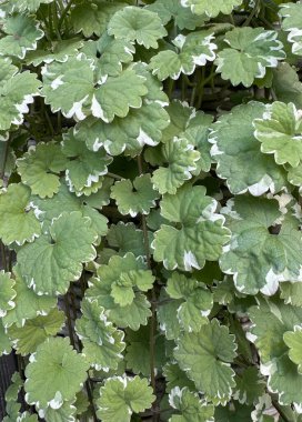 Güzel yeşil yaprakların arkaplanını kapat