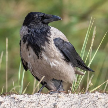 Sahildeki bir karga portresi