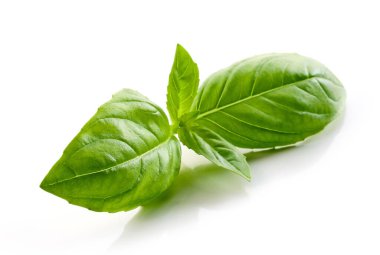 Beyaz arkaplanda taze yeşil fesleğen yaprağı