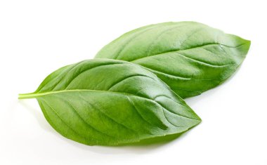 Beyaz arkaplanda taze yeşil fesleğen yaprağı