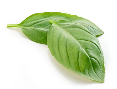 Beyaz arkaplanda taze yeşil fesleğen yaprağı