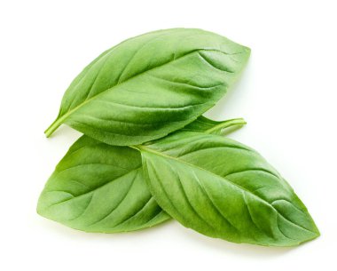 Beyaz arkaplanda taze yeşil fesleğen yaprakları