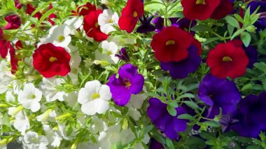 Güneşli bir günde, bir evin balkonunda renkli bir tencere çiçeğinin güzel yakın çekimi.