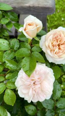 Yağmurdan sonra yeşil bahçede açan güzel beyaz gülün yakın çekimi