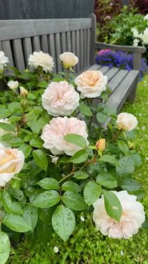 Yağmurdan sonra yeşil bahçede açan güzel beyaz gülün yakın çekimi