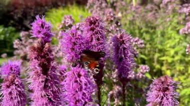 Güzel tavus kuşu kelebeği yeşil bahçedeki canlı çiçekten nektar yudumluyor. hayvan böceği yakın plan