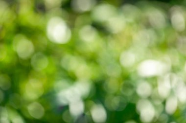 Bulanık yeşil güneşli yaz bahçesi arka planı