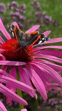 Güzel kırmızı amiral kelebek yeşil bahçede canlı ekinasia çiçeğinden nektar yudumluyor. hayvan böceği yakın plan