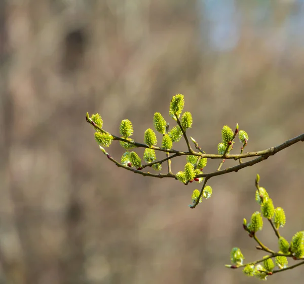 Virágzó Fűzfa Kora Tavasszal Jogdíjmentes Stock Fotók