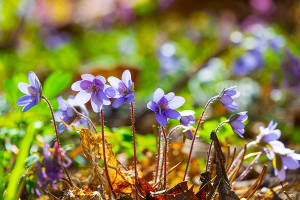 Early Spring Liverwort Flowers Rechtenvrije Stockfoto's