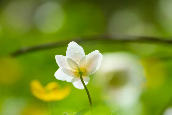 早春草甸中的一朵孤独的白花 免版税图库图片