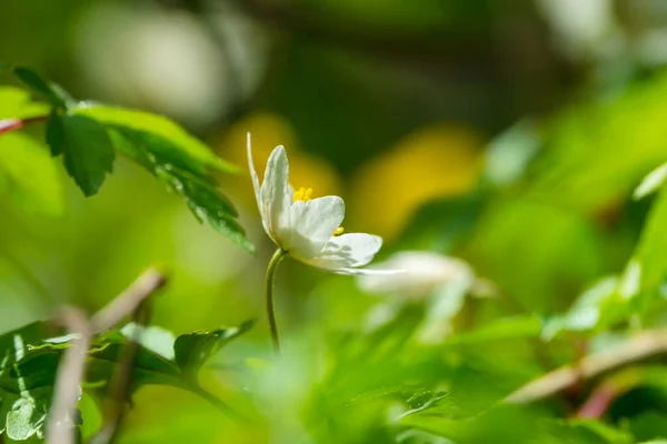 早春草甸中的一朵孤独的白花 图库图片