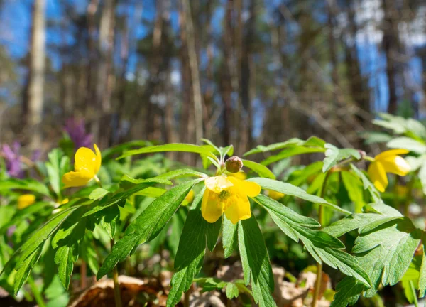 Жовті Весняні Квіти Лісі Стокове Фото