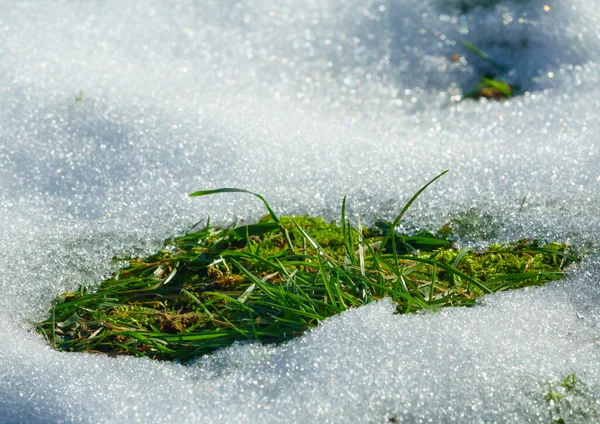 Green Grass Comes Out Snow Early Spring Immagine Stock