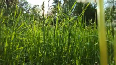 Sunset 'teki Karahindiba ve Genç Çimenler' den