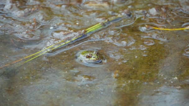 Frog Sits Pond Winks Slow Motion — Stockvideo