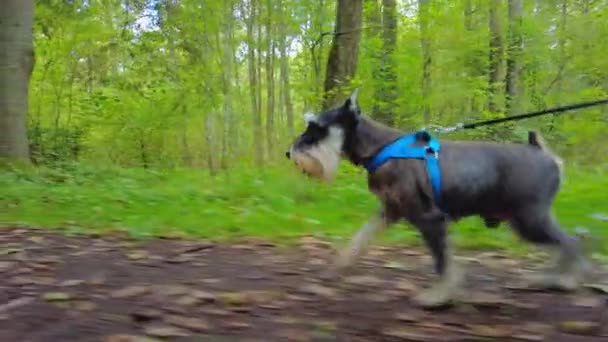 Schnauzer Miniatura Juguetón Corriendo Bosque — Vídeos de Stock