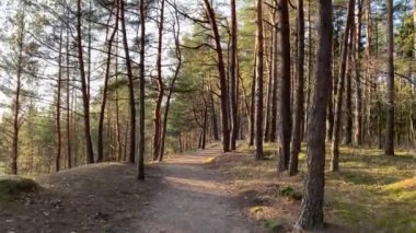 Bahar çam ormanlarında yürü