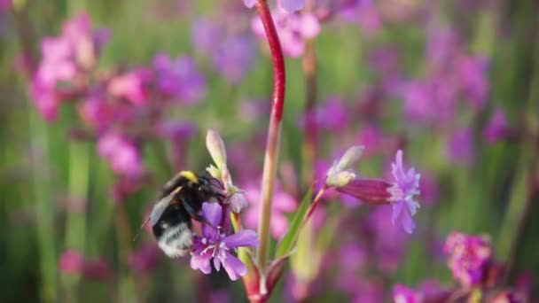 Bumblebee Recoge Néctar Una Flor Despega Cámara Lenta 250P — Vídeo de stock