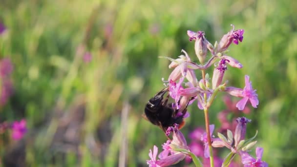 Bumblebee Verzamelt Nectar Van Een Bloem Stijgt Slow Motion 250P — Stockvideo