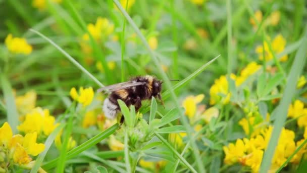 Bumblebee Recoge Néctar Una Flor Despega Cámara Lenta 250P — Vídeos de Stock