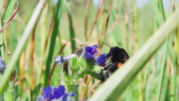 Bumblebee Coleta Néctar Uma Flor Decola Câmera Lenta 250P — Vídeo de Stock