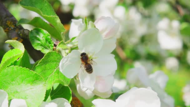 Eine Biene Sammelt Nektar Aus Einer Apfelbaumblüte Und Fliegt Davon — Stockvideo