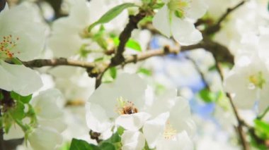 Bir arı elma ağacından nektar toplar ve yavaş çekimde 250 fp uzağa uçar.