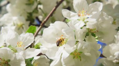 Bir arı elma ağacından nektar toplar ve yavaş çekimde 250 fp uzağa uçar.