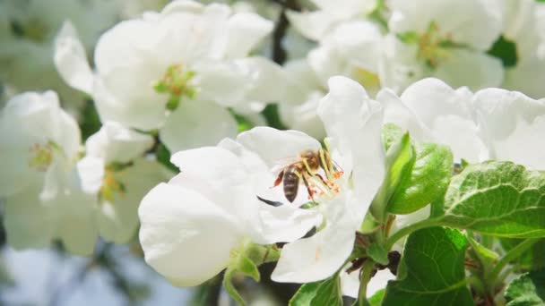 Ett Samlar Nektar Från Äppelträd Blomma Och Flyger Iväg Slow — Stockvideo