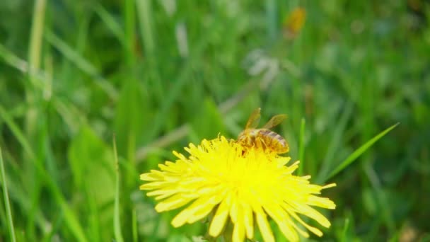Бджола Збирає Нектар Квітки Кульбаби Відлітає Повільний Рух 250Fps — стокове відео