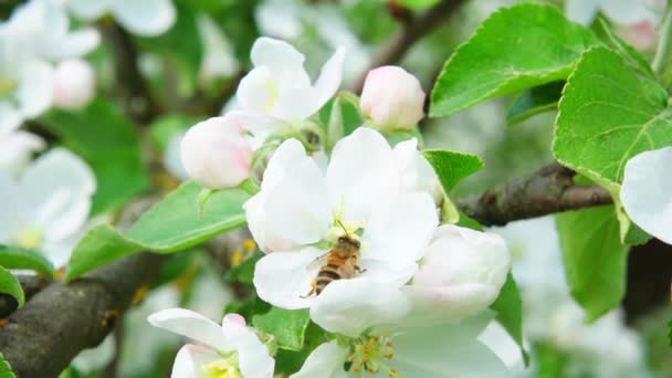 Bir Arı Elma Ağacından Nektar Toplar Yavaş Çekimde 250 Uzağa — Stok video
