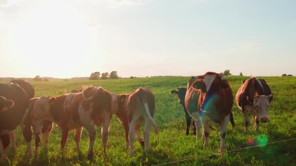 Neugierige Kühe Schauen Die Kamera Bei Sonnenuntergang — Stockvideo