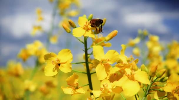 Μια Μέλισσα Συλλέγει Νέκταρ Από Ένα Λουλούδι Ελαιοκράμβης Μετά Πετάει — Αρχείο Βίντεο