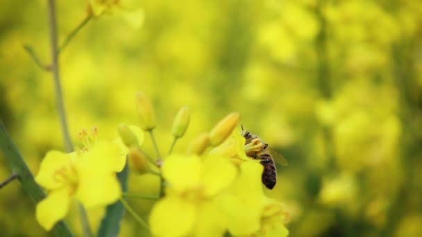 Pszczoła Zbiera Nektar Kwiatu Rzepaku Potem Odlatuje 500Fps Zwolniony Ruch — Wideo stockowe