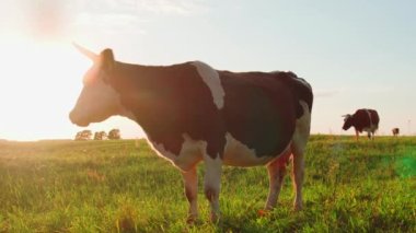 Meraklı inekler gün batımında kameraya bakar.