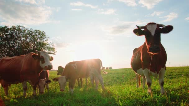 Curieux Vaches Regardent Caméra Coucher Soleil — Video