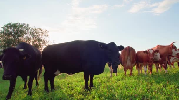Vacas Curiosas Olham Para Câmera Pôr Sol — Vídeo de Stock