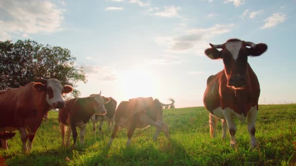 Zvědavé Krávy Dívají Kamery Při Západu Slunce — Stock video