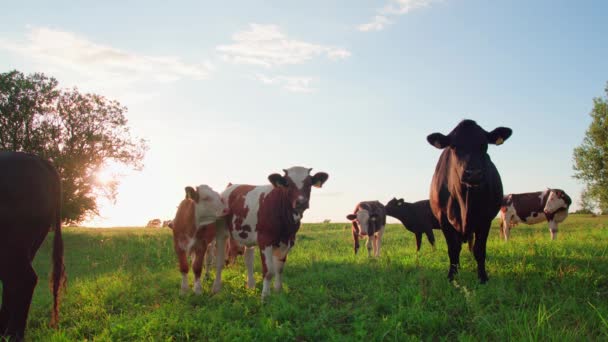 Ciekawskie Krowy Patrzą Kamerę Zachodzie Słońca — Wideo stockowe
