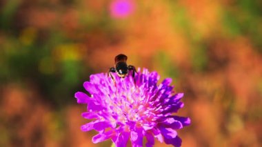 Bir arı mor bir çiçekten nektar toplar ve 500 fps yavaş çekimde uçar.
