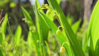 Bahar çiçekleri vadideki zambak