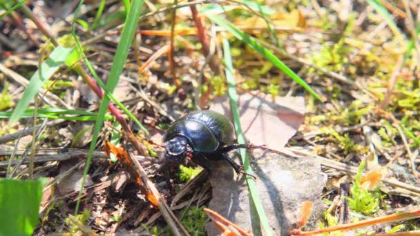 Escarabajo Arrastra Hierba Primavera — Vídeos de Stock