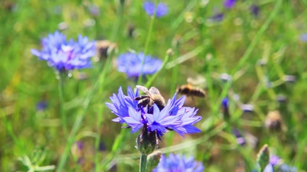 Μια Μέλισσα Συλλέγει Νέκταρ Από Ένα Λουλούδι Και Πετάει Μακριά — Αρχείο Βίντεο