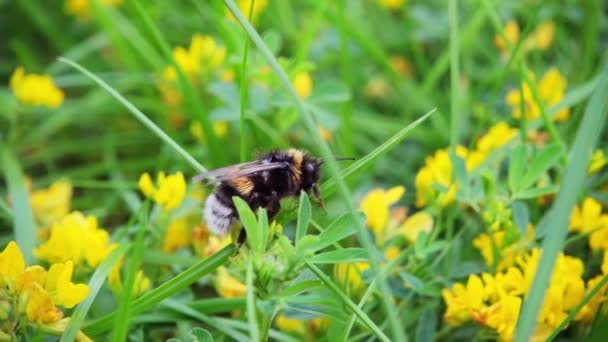 Sakar Yaban Arısı Çiçeklerin Arasından Uçar 500 Fps Yavaş Çekim — Stok video