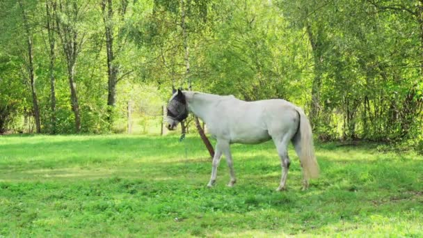 Witte Paarden Grazen Het Weiland — Stockvideo