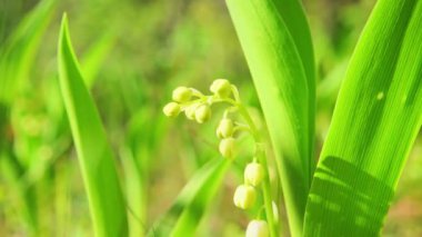 Bahar çiçekleri vadideki zambak