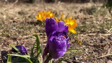 Arılar tarla çiçeklerinden nektar toplarlar, yavaş çekim 240 fp.