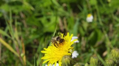 Bir arı karahindiba çiçeğinden nektar toplar, yavaş çekim 120 fps
