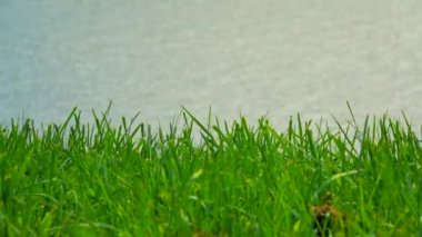 Yazın gölün arka planında yeşil çimenler